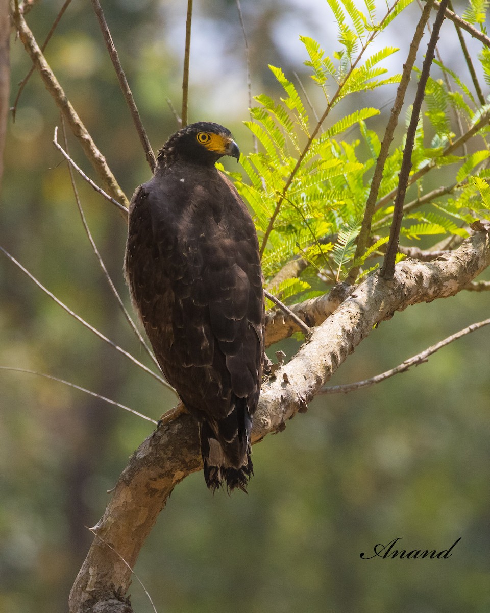 Crested Serpent-Eagle - ML633565601