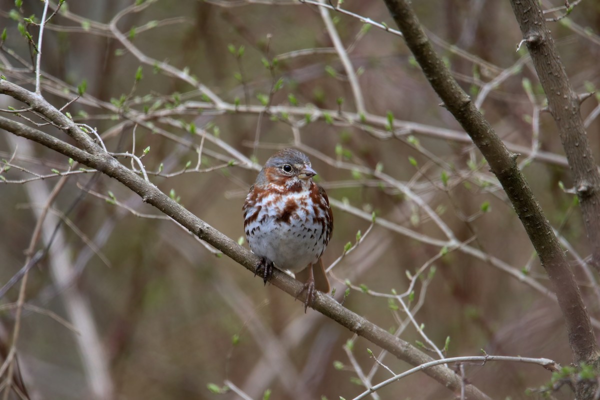 Fox Sparrow - ML633565710