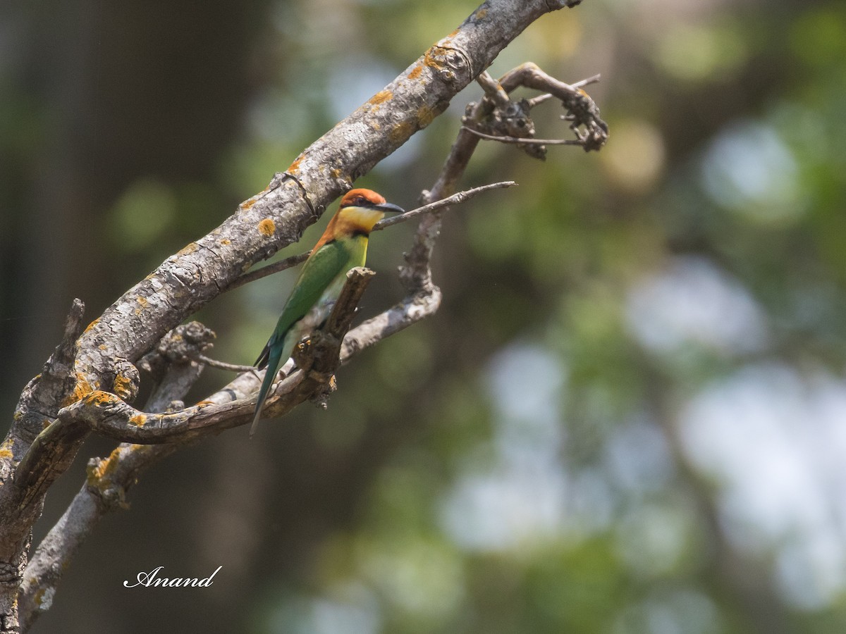 Chestnut-headed Bee-eater - ML633565792