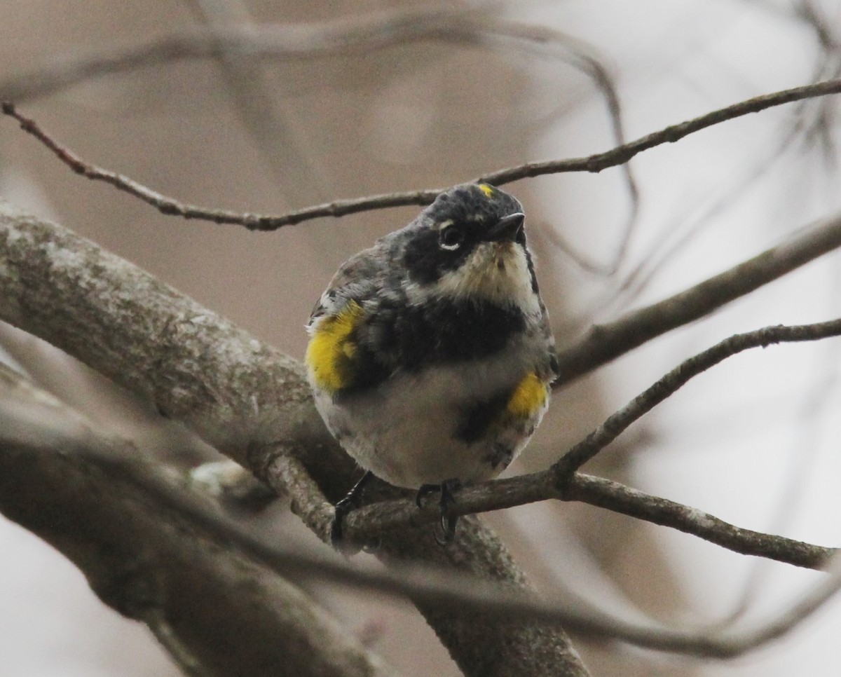 Yellow-rumped Warbler - ML633565853