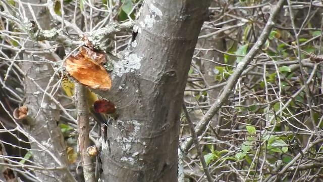 Carpintero Candela Común - ML633565909