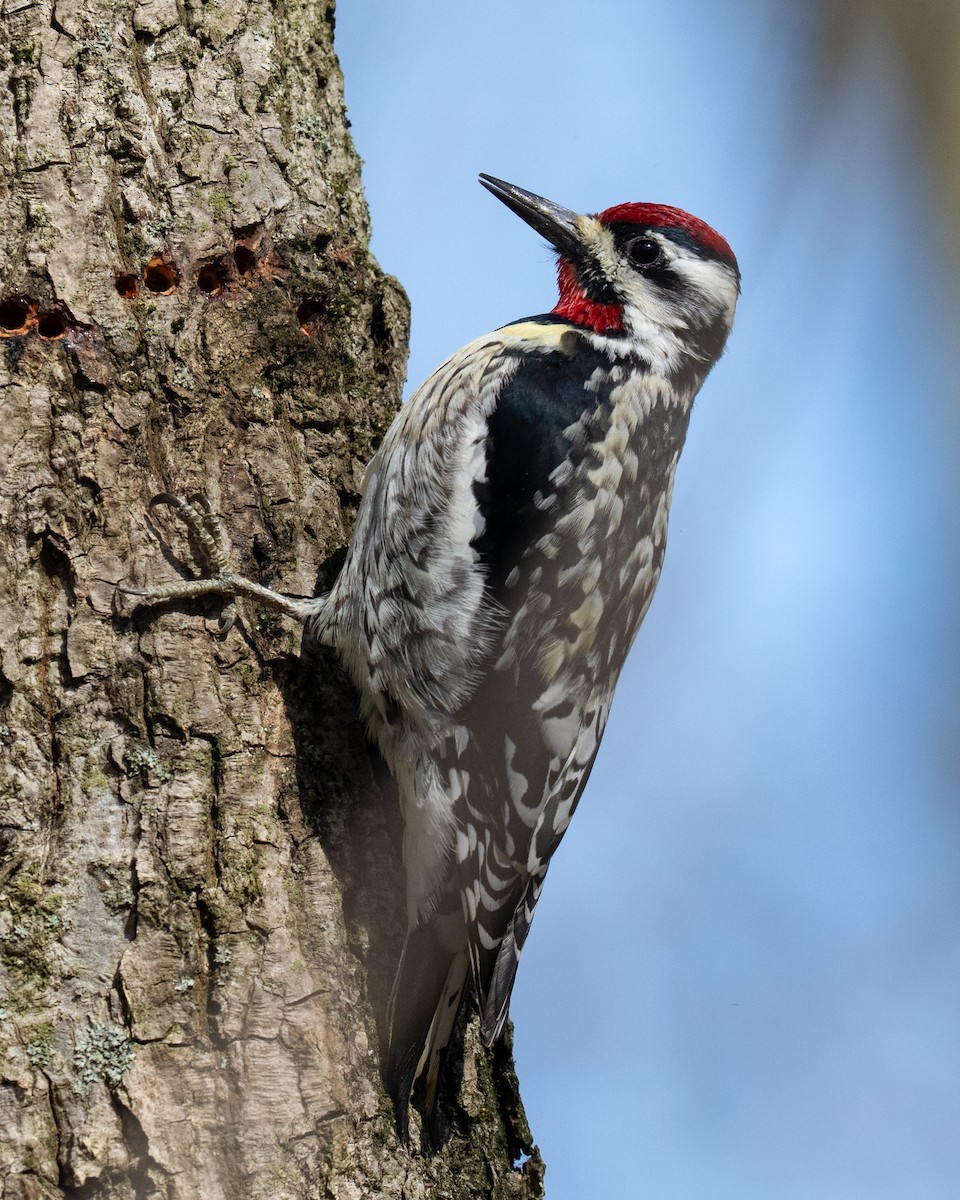 Yellow-bellied Sapsucker - ML633565913