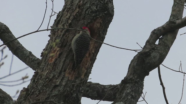 Red-bellied Woodpecker - ML633565921