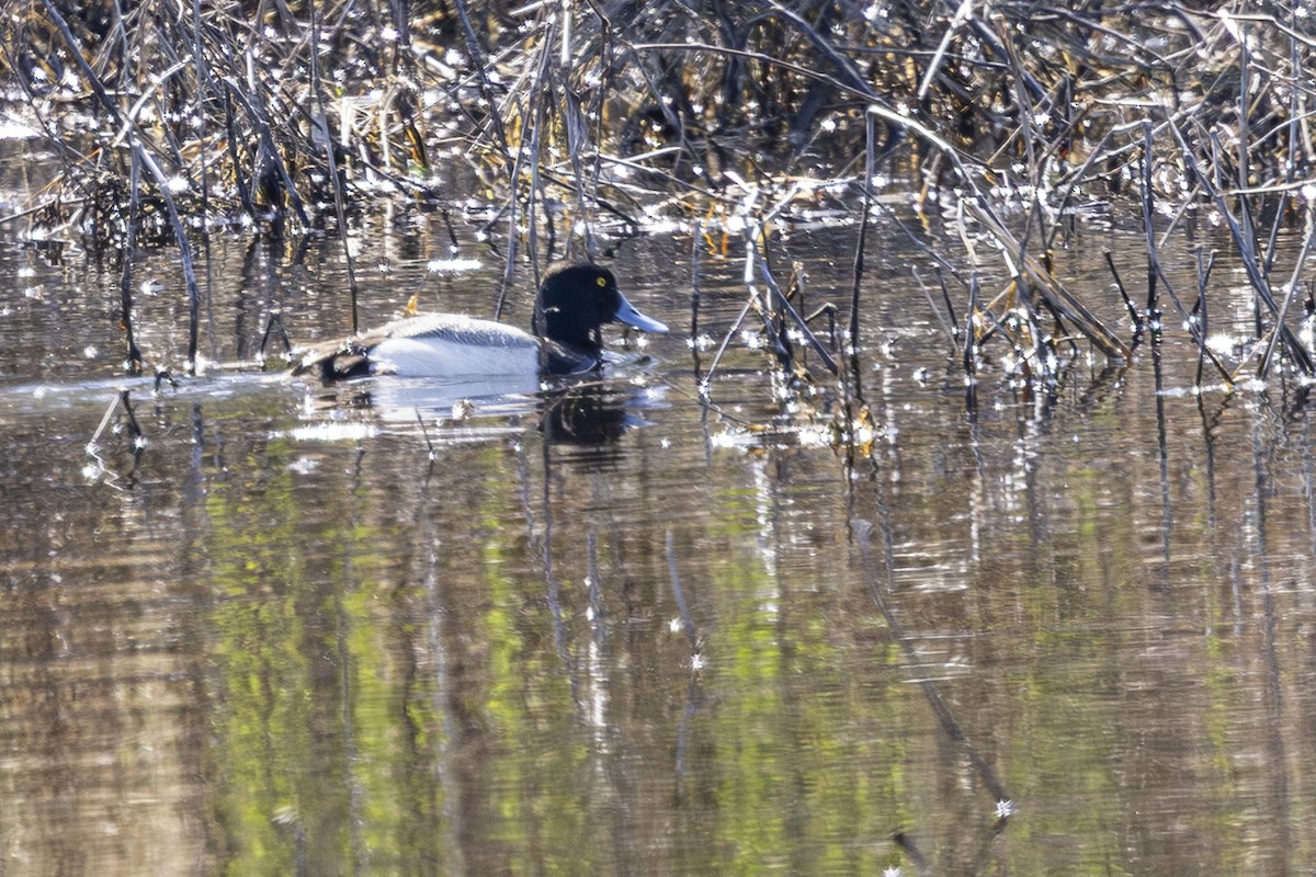 Greater Scaup - ML633565955