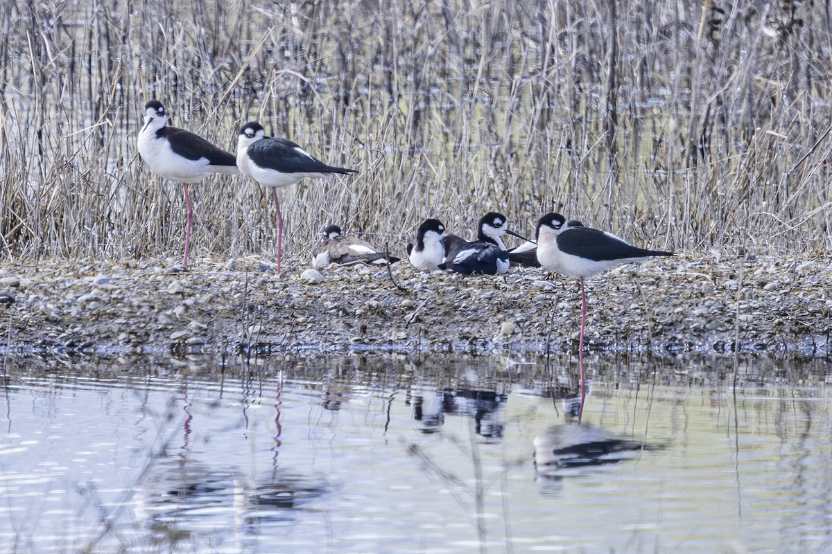 Black-necked Stilt - ML633565959