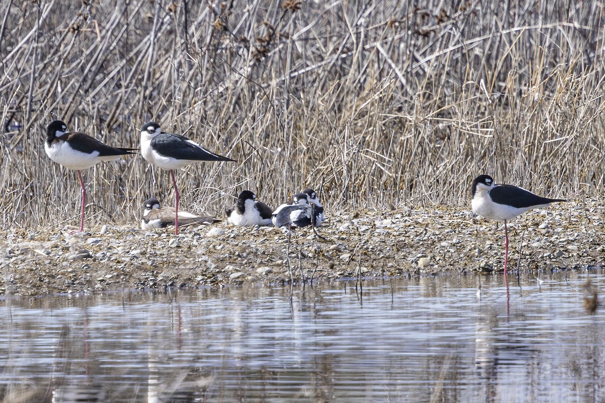 Black-necked Stilt - ML633565960