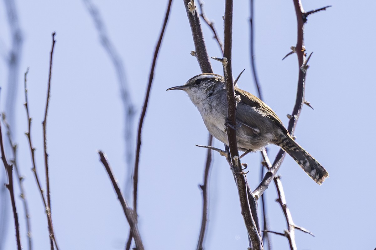 Bewick's Wren - ML633565974