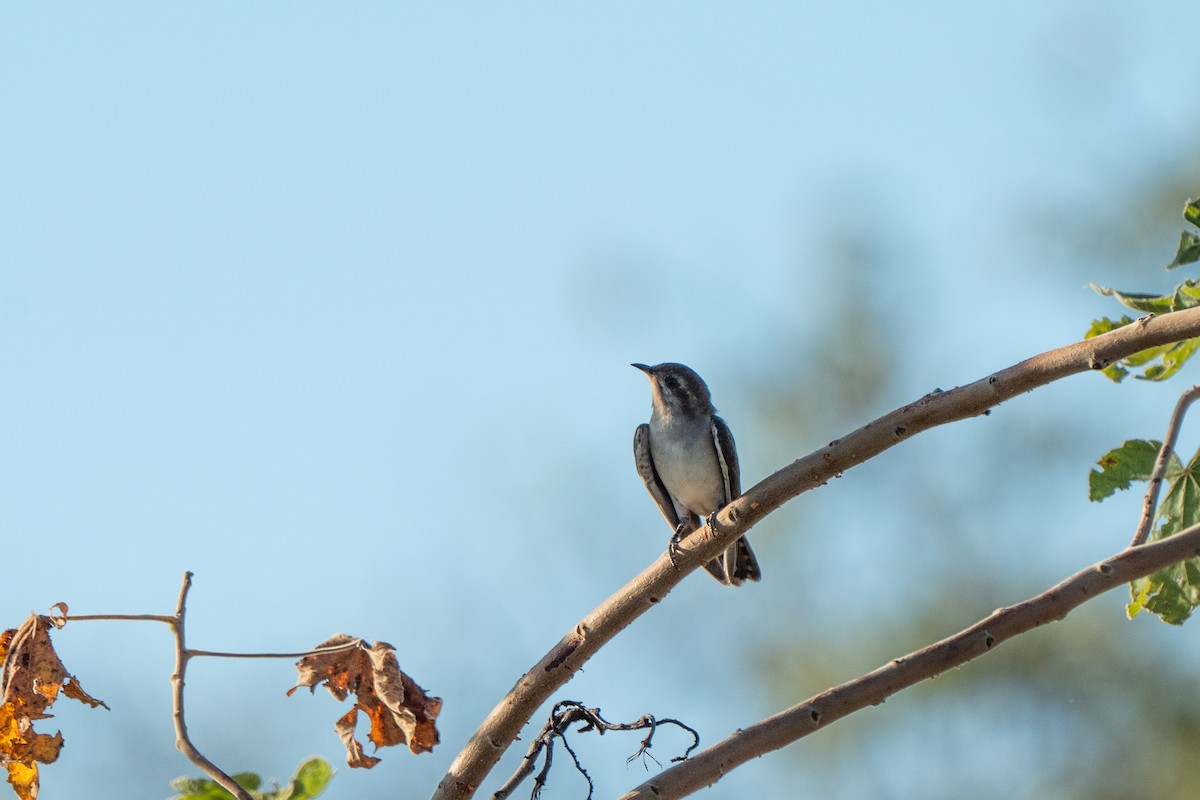 Horsfield's Bronze-Cuckoo - ML633566004