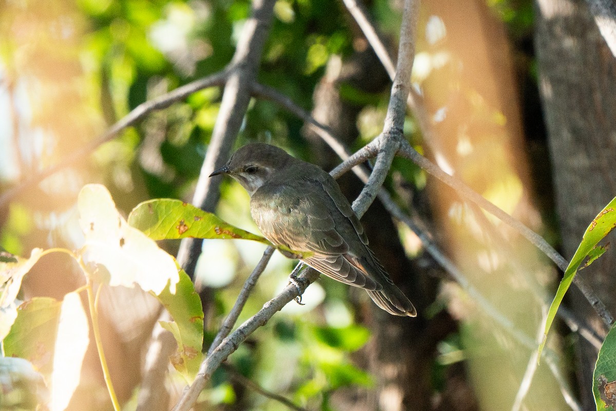 Horsfield's Bronze-Cuckoo - ML633566005