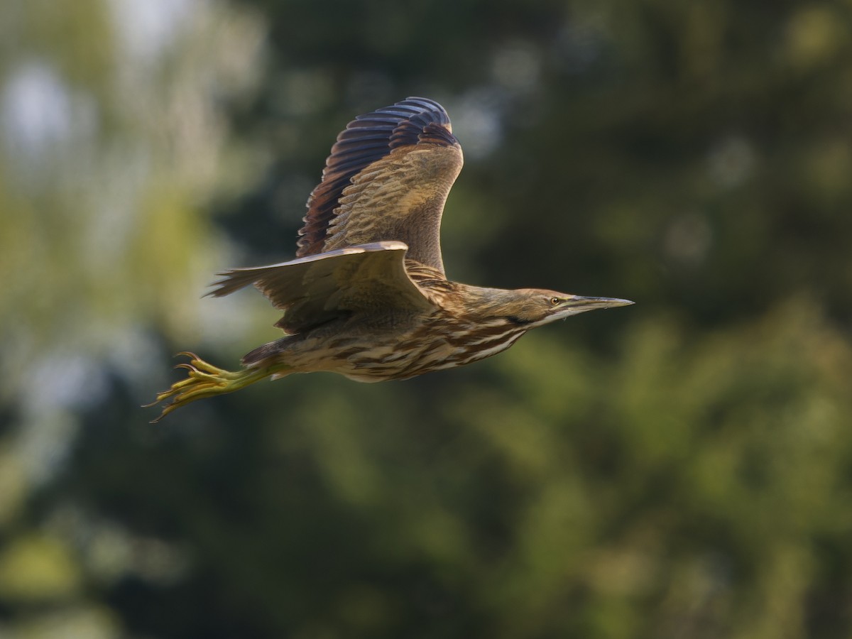 American Bittern - ML633566018