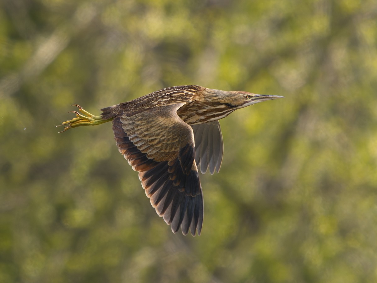 American Bittern - ML633566019