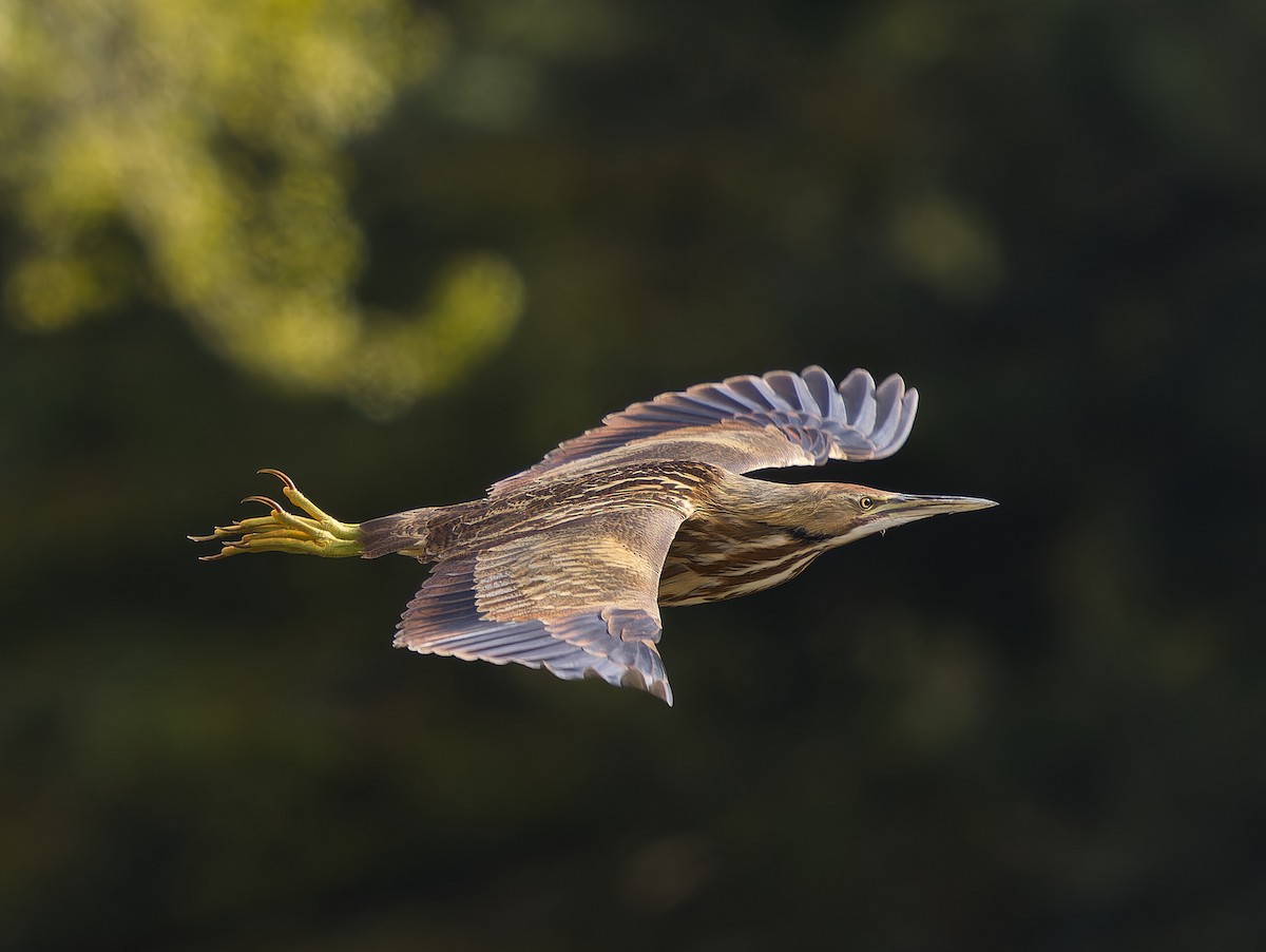 American Bittern - ML633566023