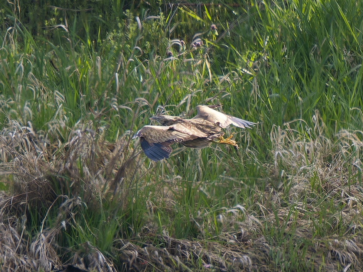 American Bittern - ML633566030