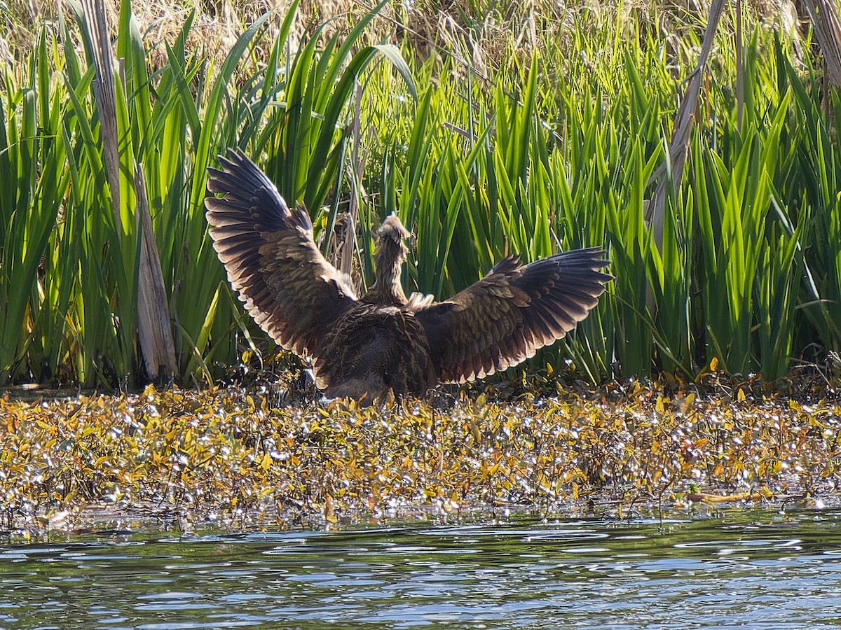 American Bittern - ML633566034