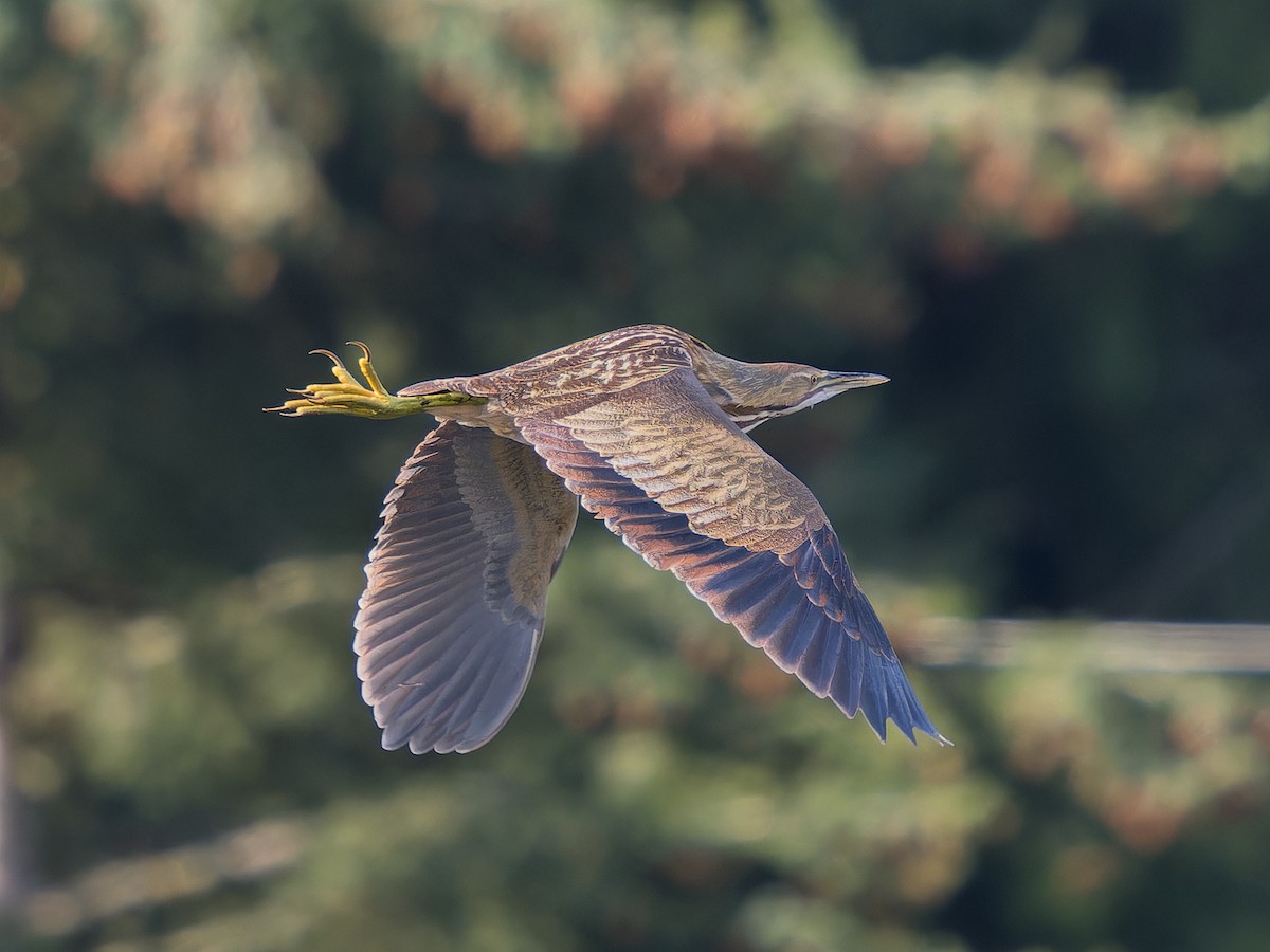 American Bittern - ML633566044