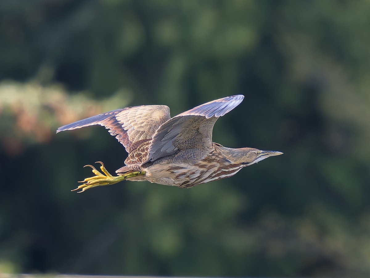 American Bittern - ML633566047