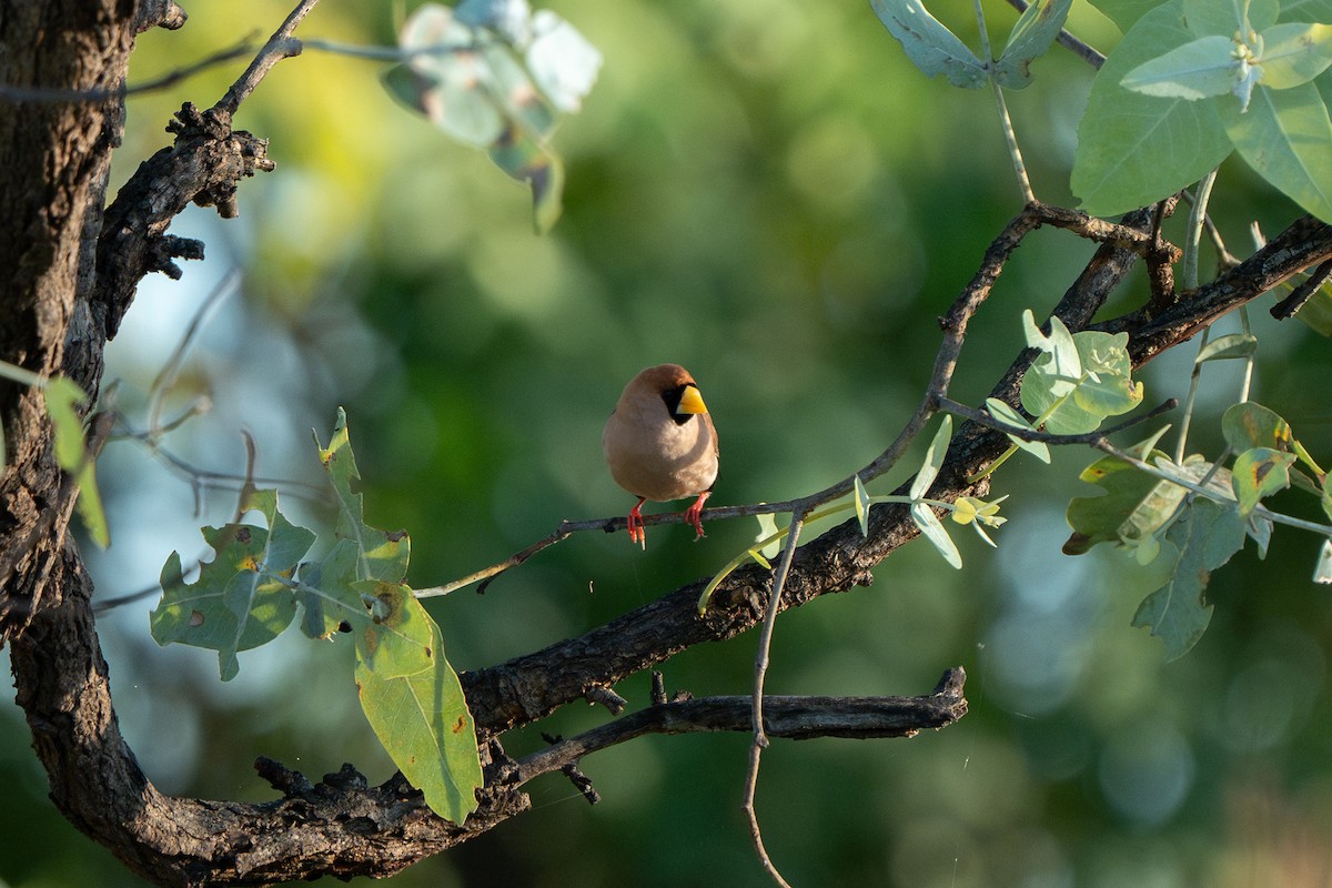 Masked Finch - ML633566080