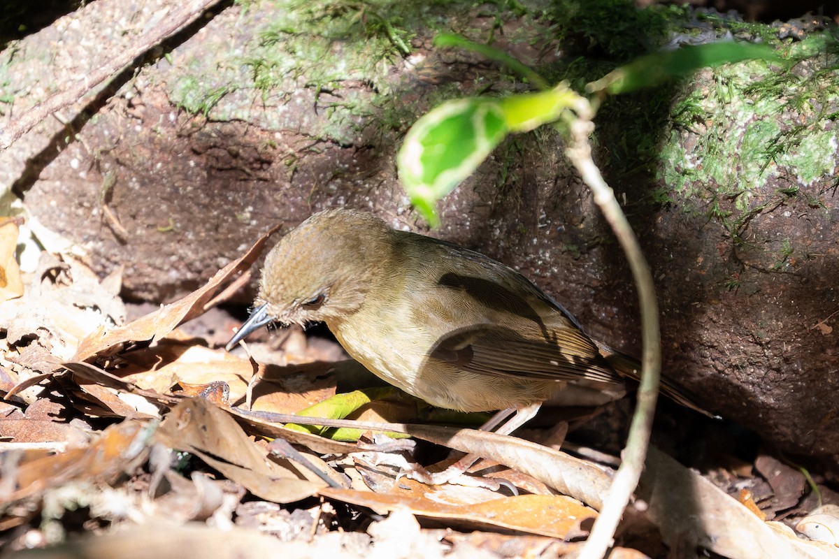 Atherton Scrubwren - ML633566103