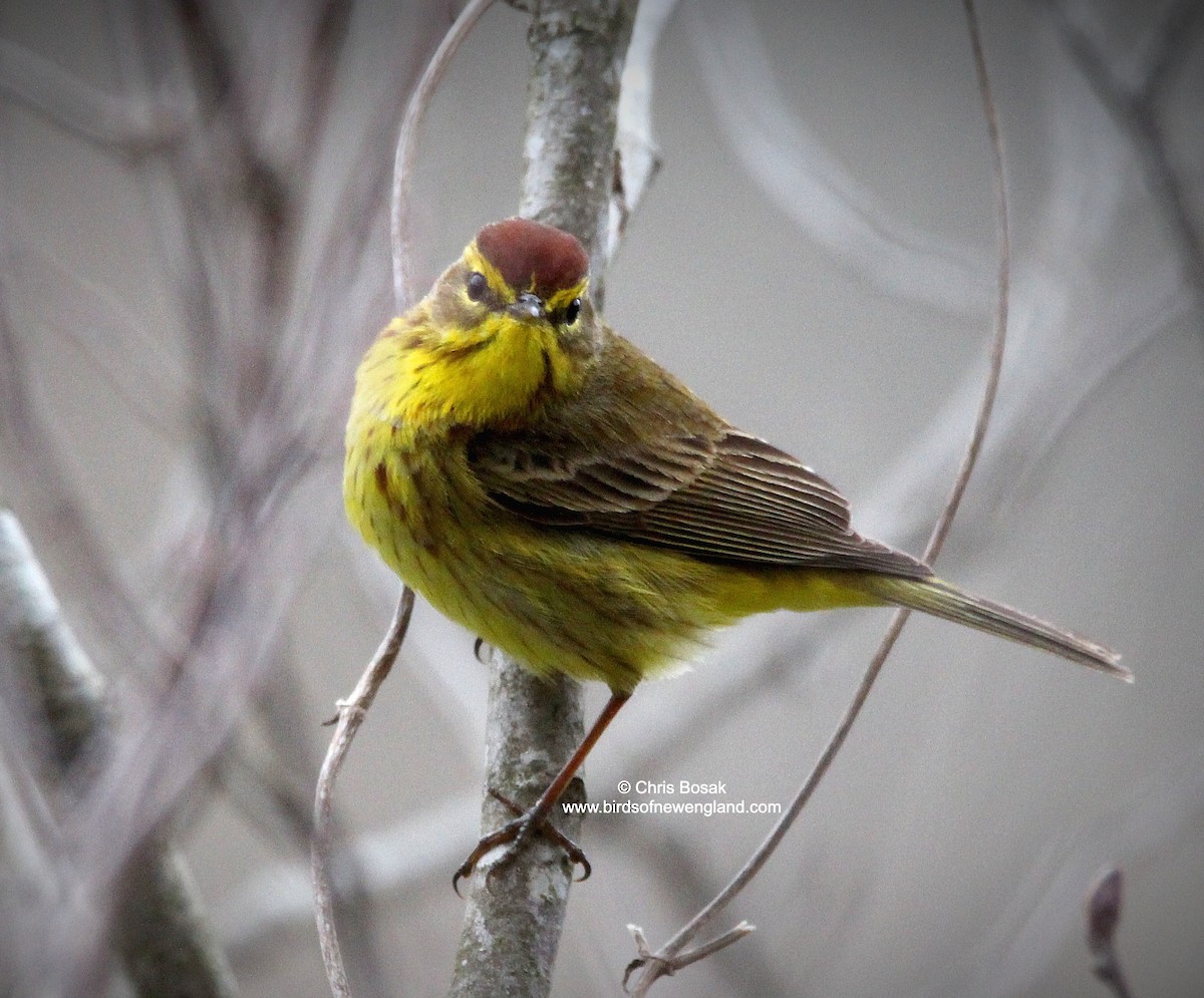 Palm Warbler - ML633566111