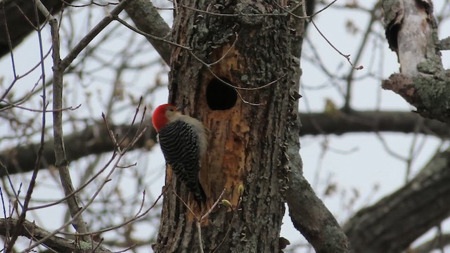 Red-bellied Woodpecker - ML633566148