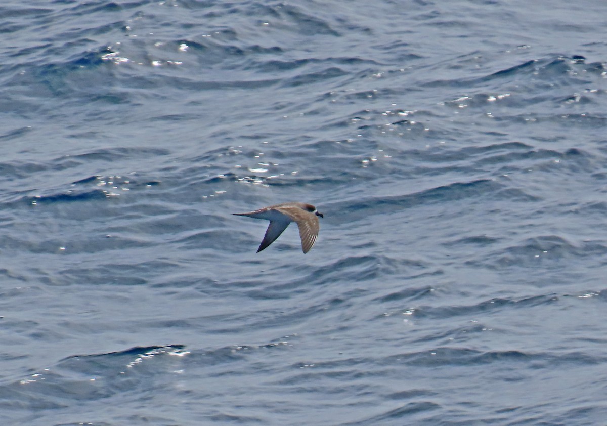Petrel de las Juan Fernández - ML633566171