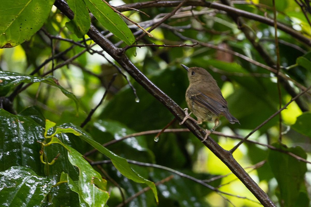Atherton Scrubwren - ML633566179
