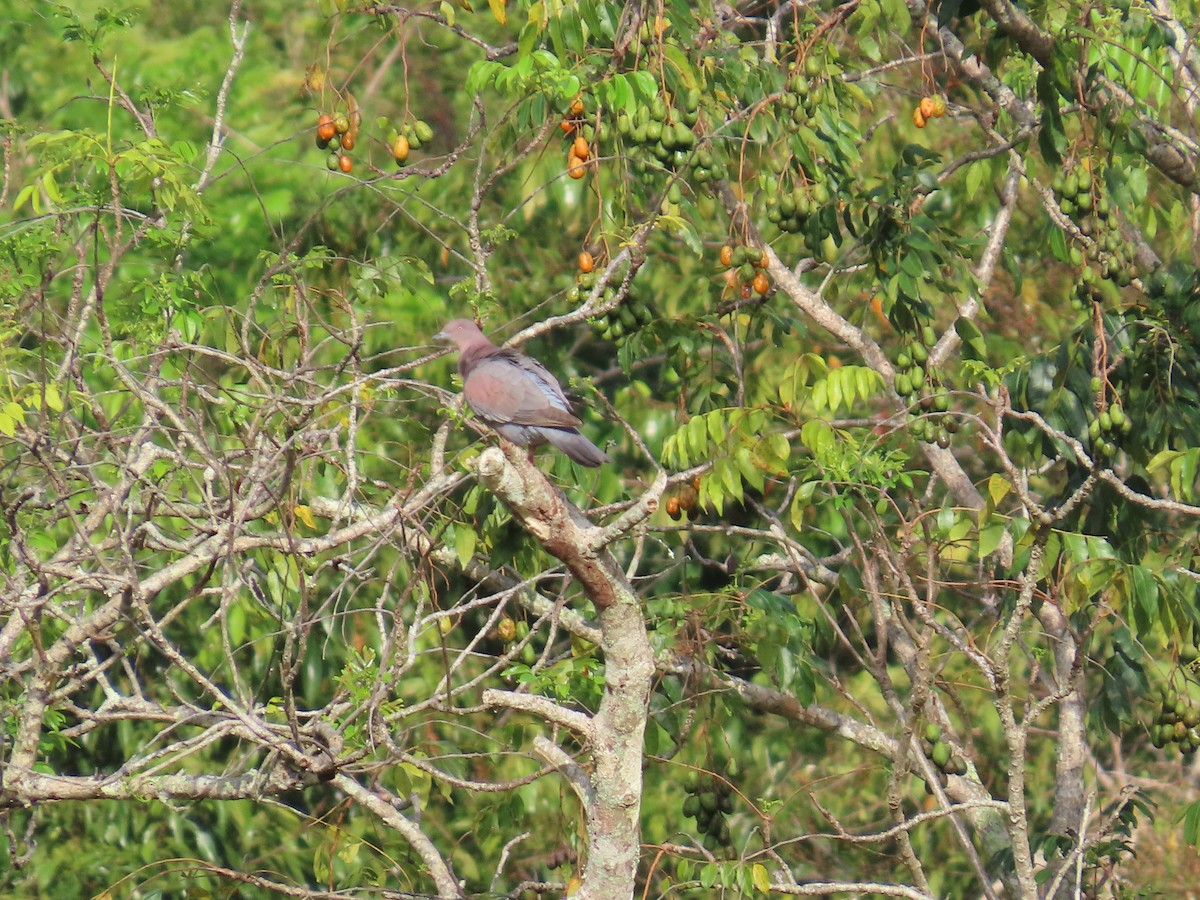 Plain Pigeon - ML633566385