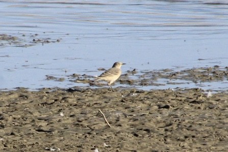 American Pipit - ML633566413