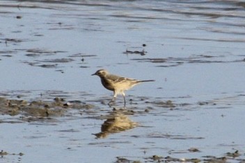 American Pipit - ML633566414