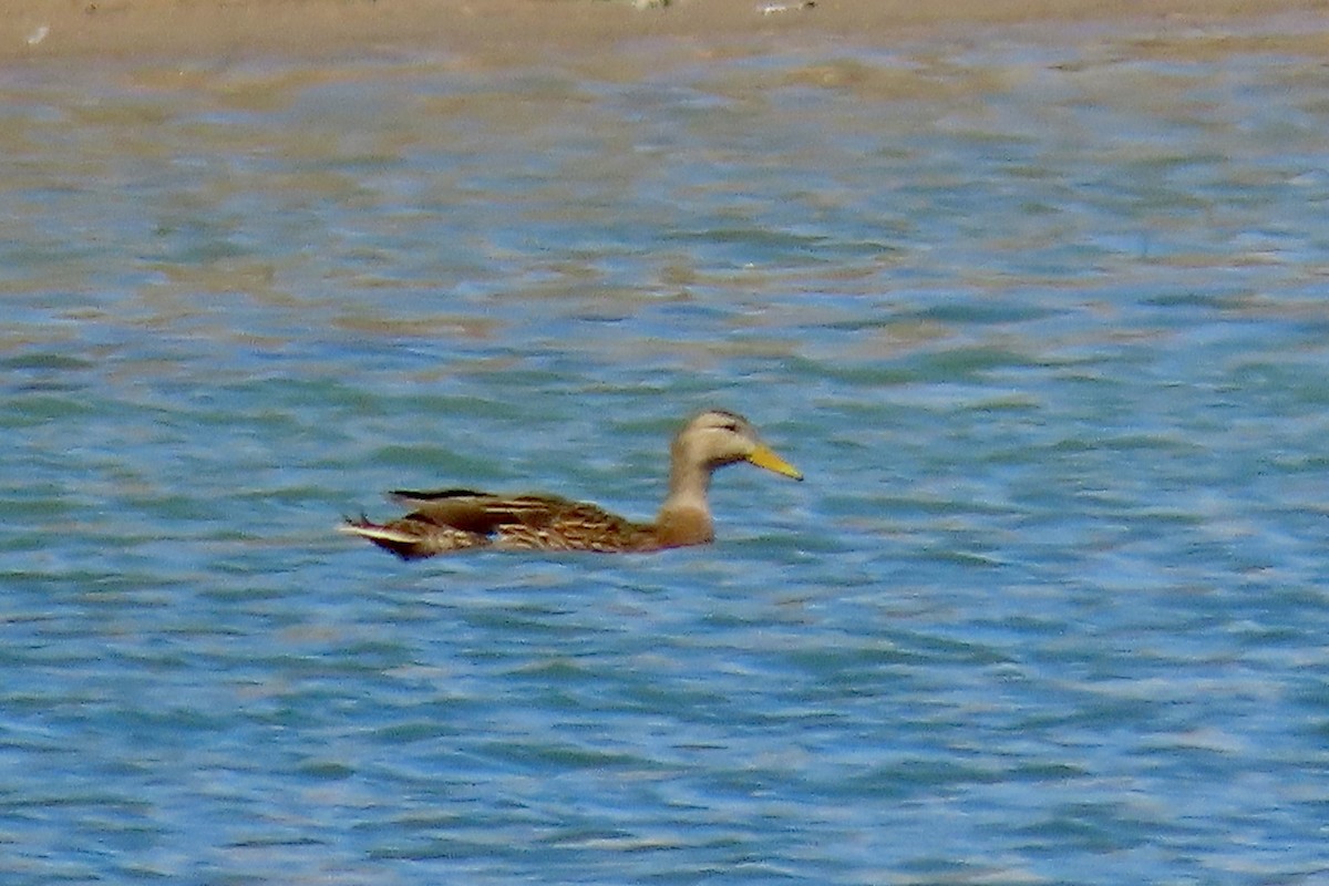 Mexican Duck - ML633566431