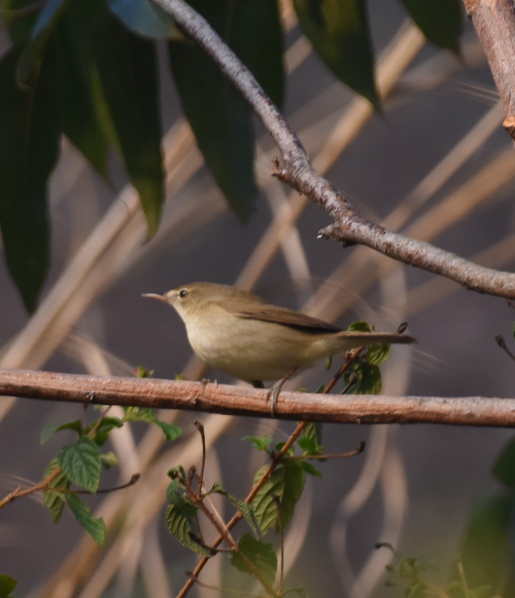 Blyth's Reed Warbler - ML633566457