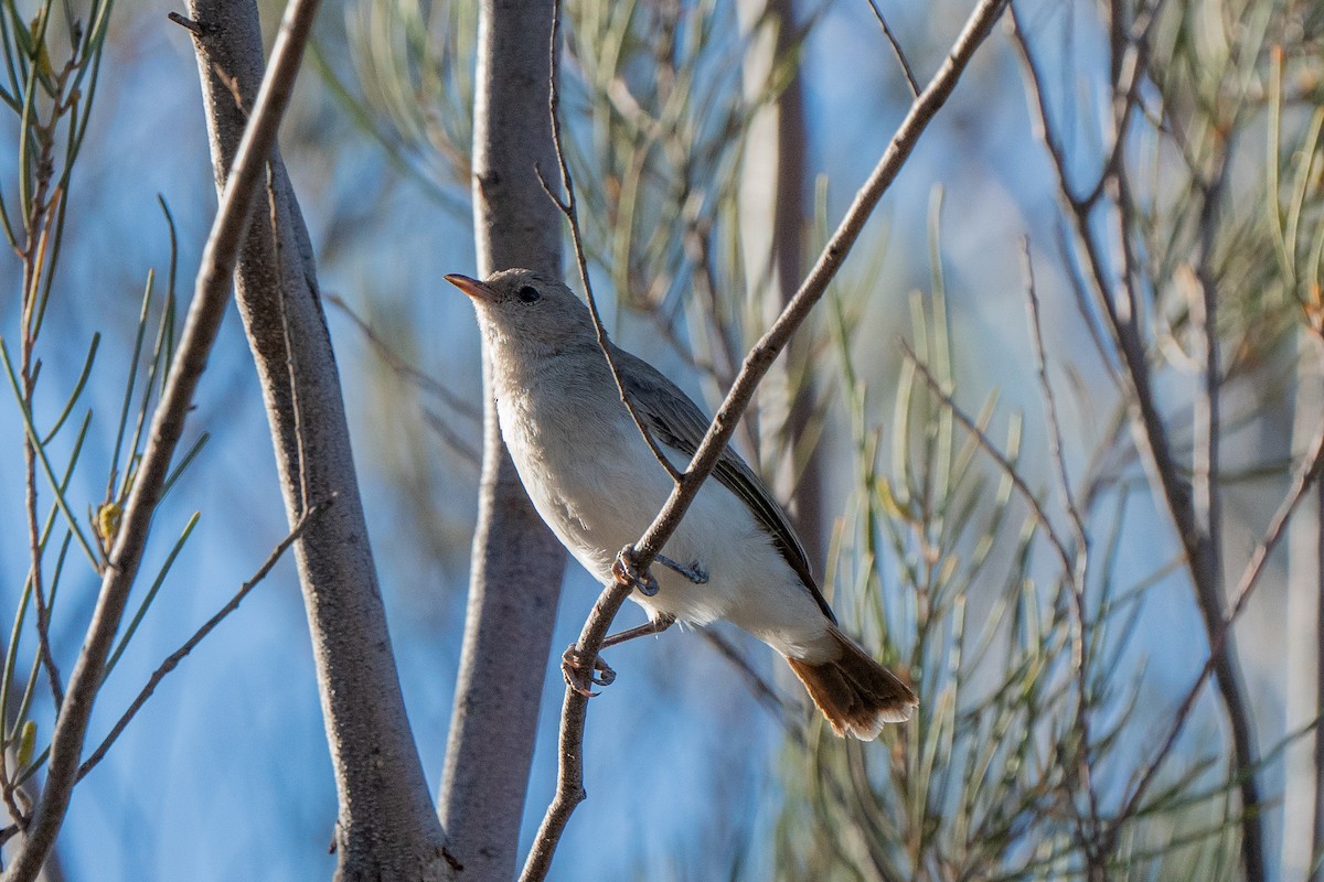 Gray Honeyeater - ML633566562