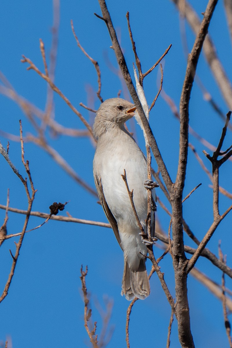 Gray Honeyeater - ML633566563