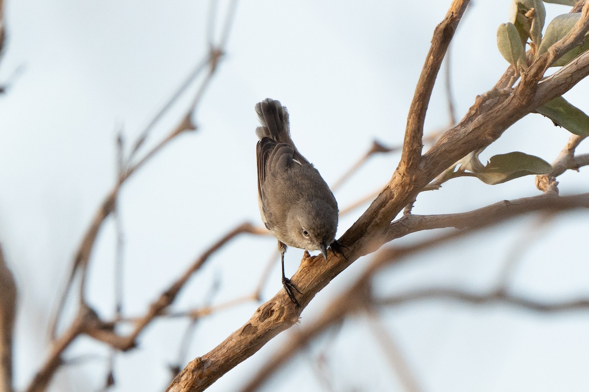 Dusky Gerygone - ML633566654