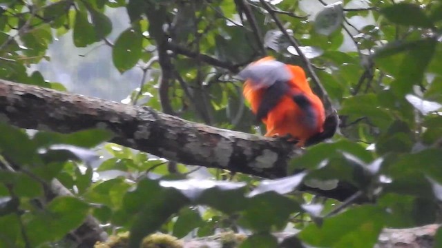 Andean Cock-of-the-rock - ML633566774