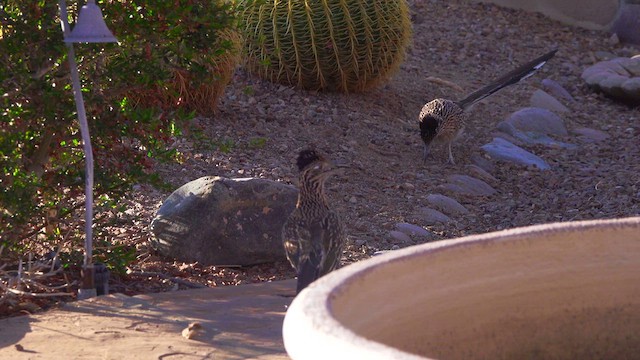 Greater Roadrunner - ML633566820