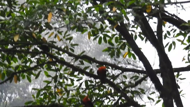 Andean Cock-of-the-rock - ML633566824