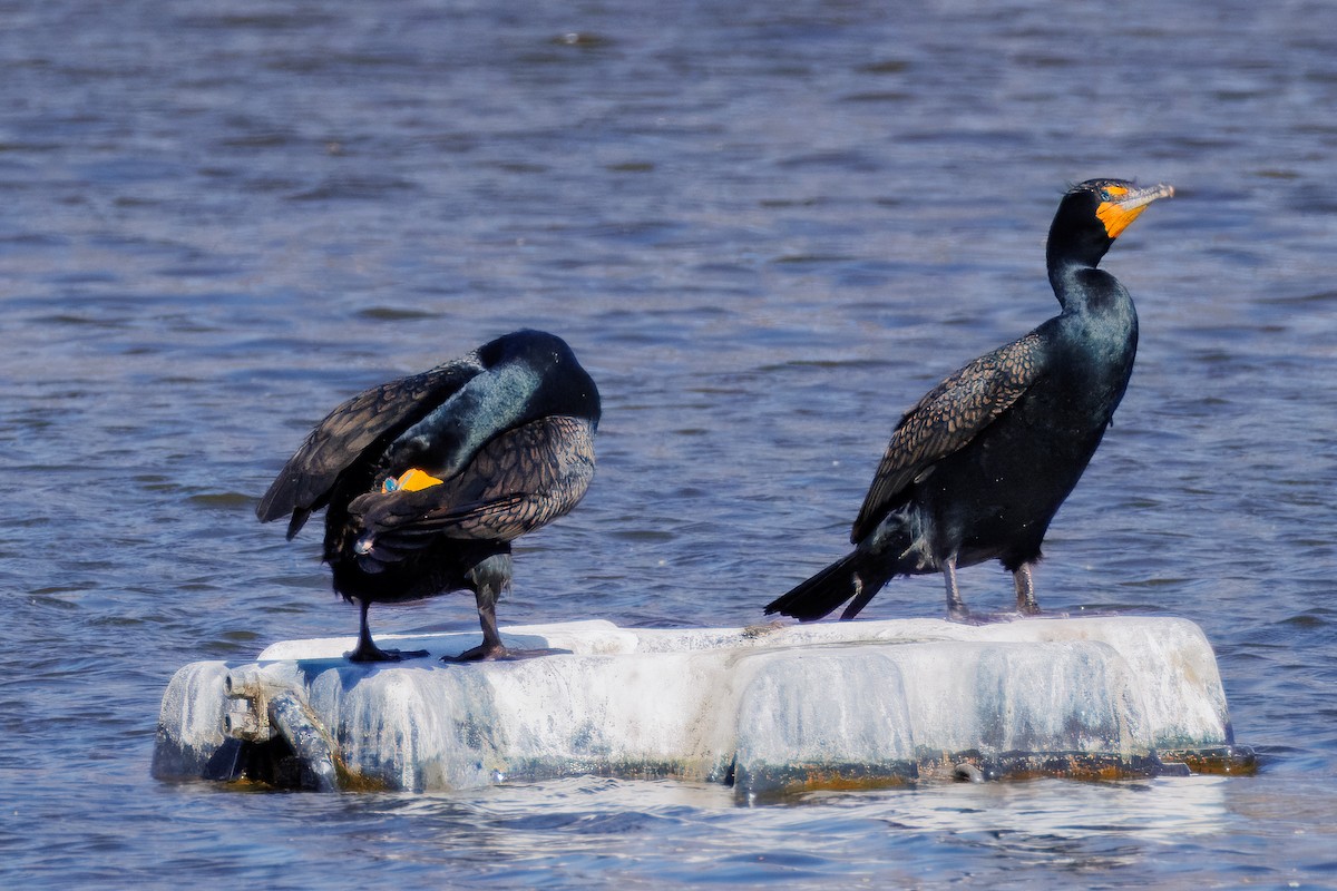 Double-crested Cormorant - ML633567118