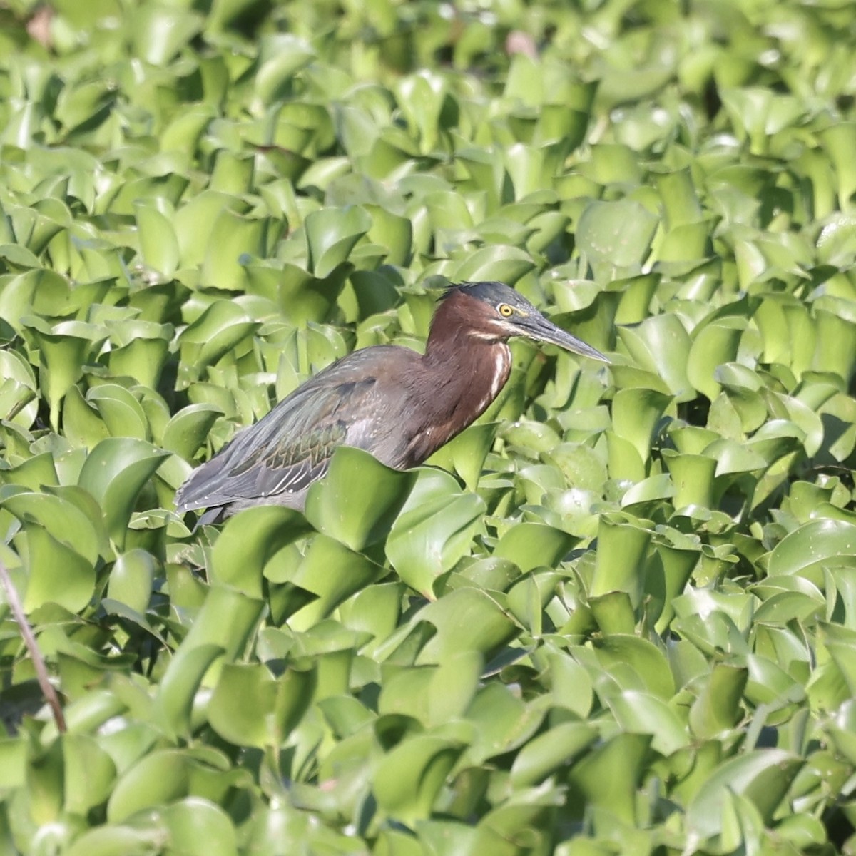 Green Heron - ML633567237