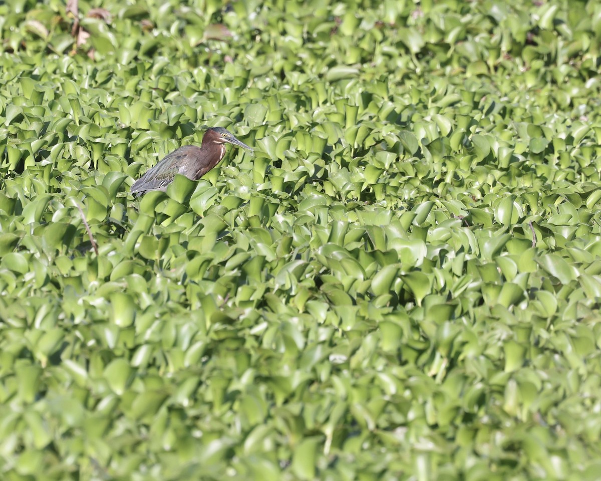 Green Heron - ML633567238
