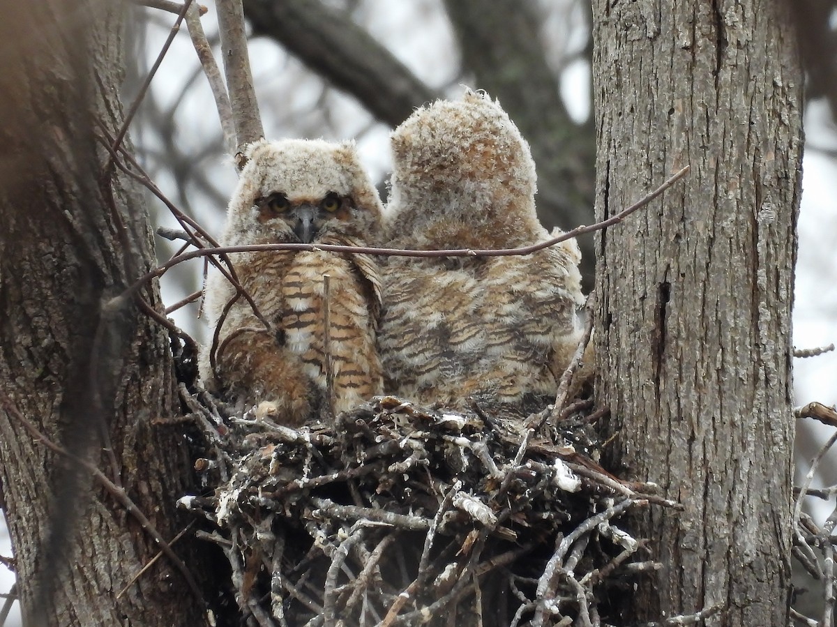 Great Horned Owl - Donna Johnston