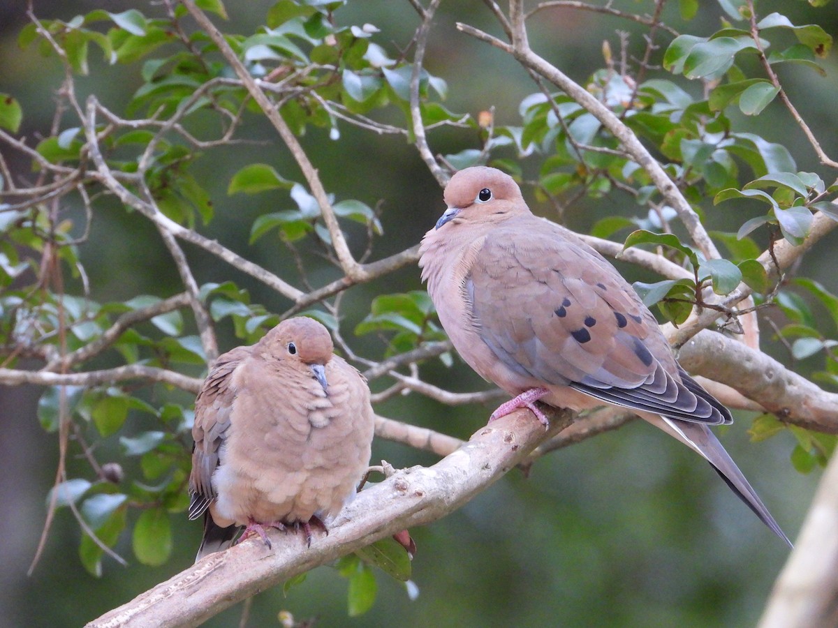 Mourning Dove - ML633567574