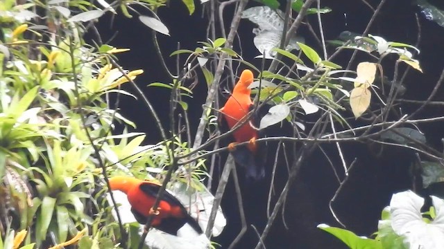 Andean Cock-of-the-rock - ML633567652