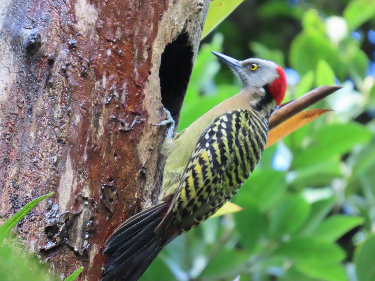 Hispaniolan Woodpecker - ML633567668