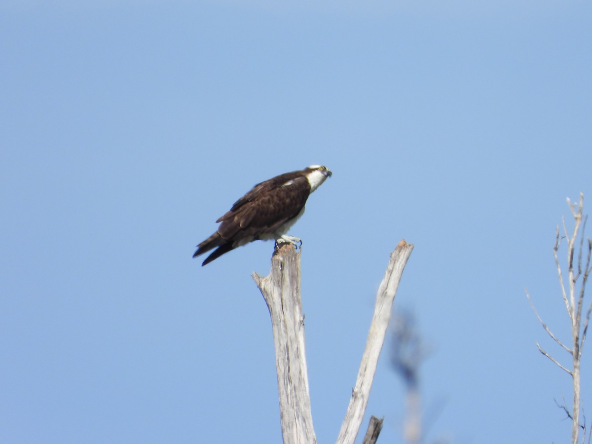 Osprey - ML633567688