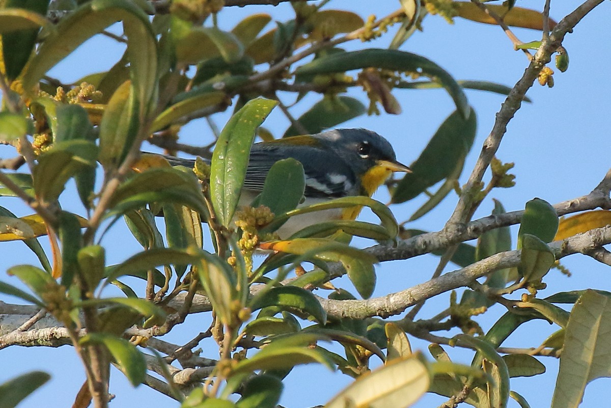 Northern Parula - ML633567761