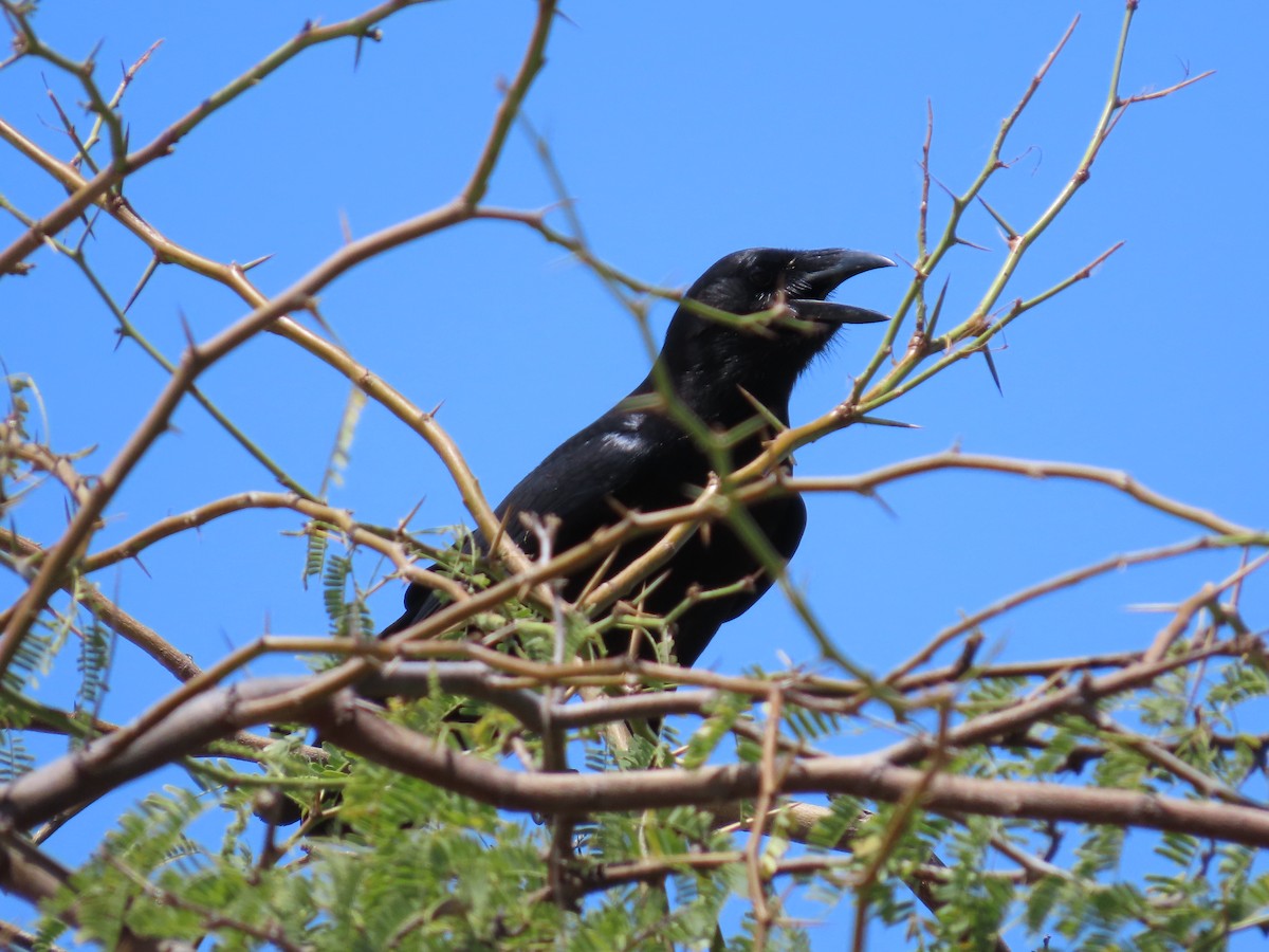 Hispaniolan Palm-Crow - ML633567803