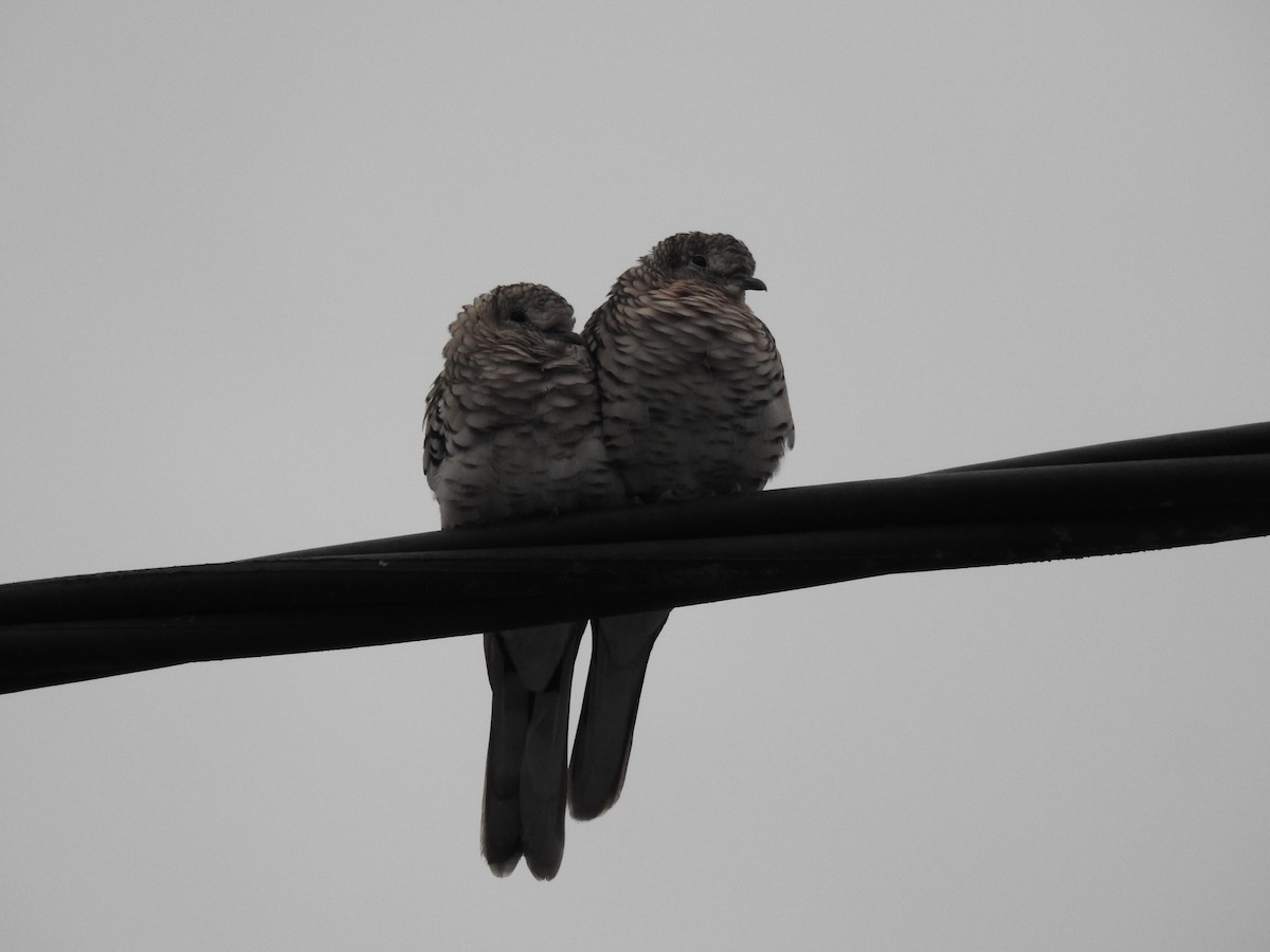 Scaled Dove - ML633567867