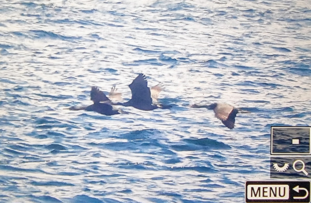 Pelagic Cormorant - ML633567905