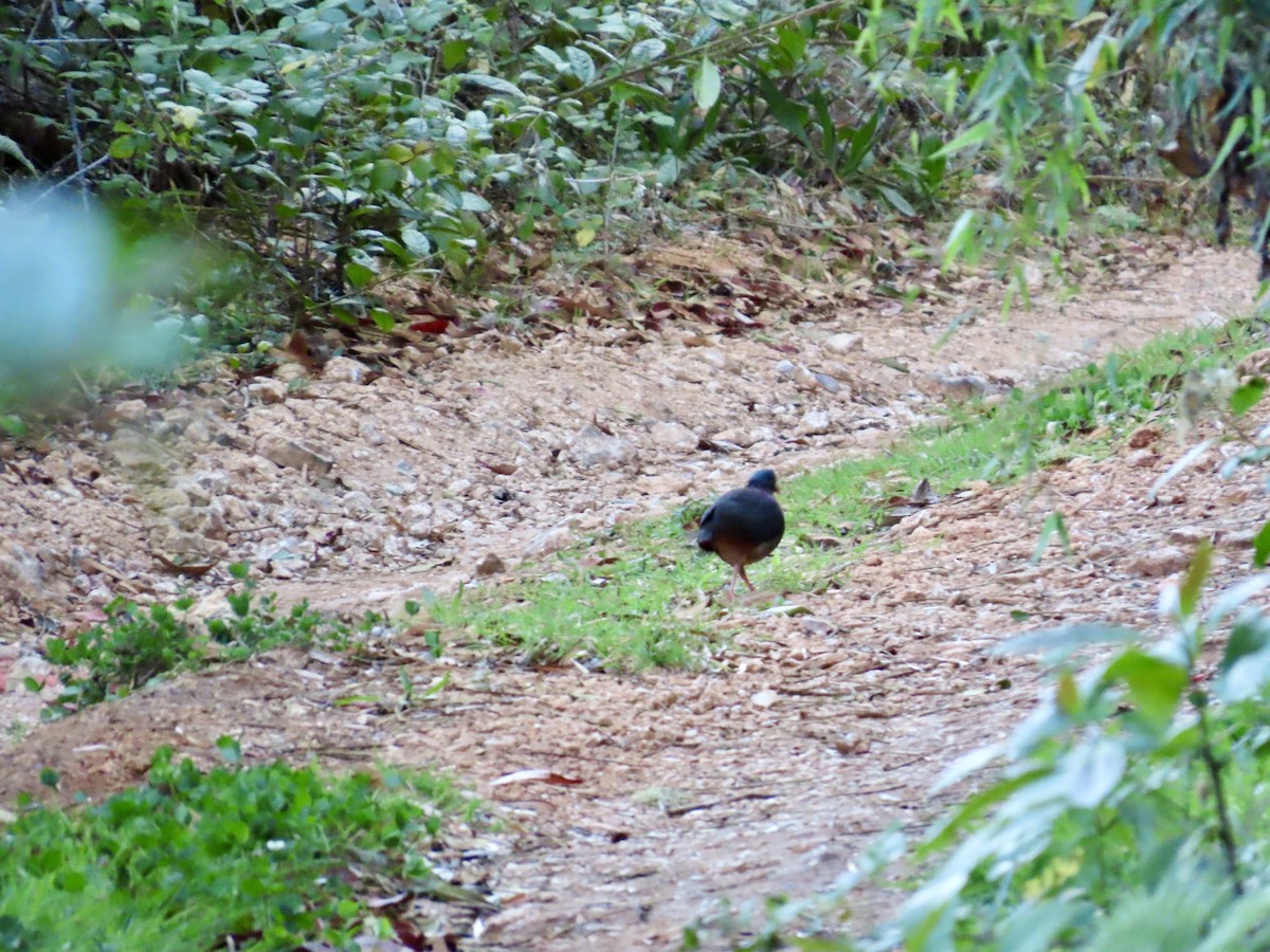 White-fronted Quail-Dove - ML633567994